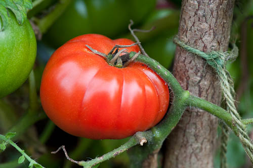 Beefsteak Tomato   10 Seeds   Lycopersicon esculentum