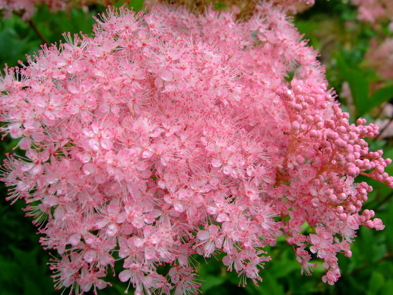Queen of the Prairie  100 Seeds  Filipendula rubra
