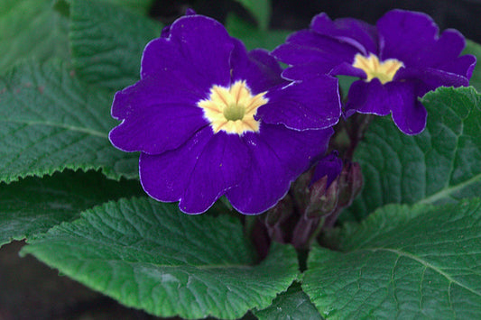 Purple Primrose  100 Seeds  Primula acaulis