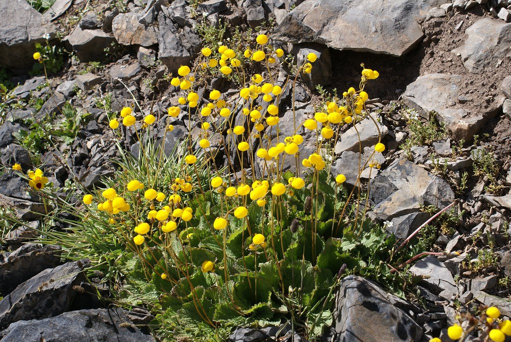 Yellow Slipper Flower  250 Seeds   Calceolaria filicaulis