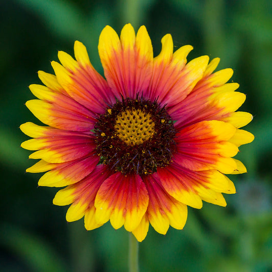 Blanket Flower 100 Seeds Gaillardia aristata