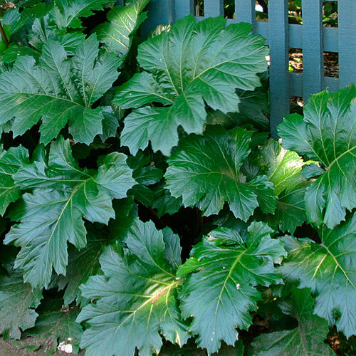 Bear's Breeches  10 Seeds  Acanthus mollis  USA Company