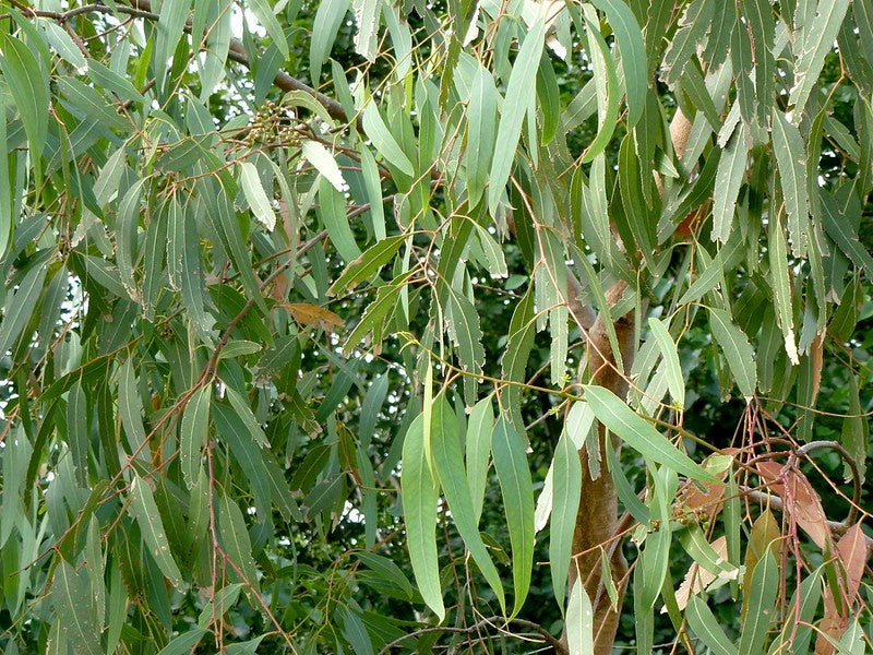 Mountain Ash  Eucalyptus regnans  100 Seeds  USA Company