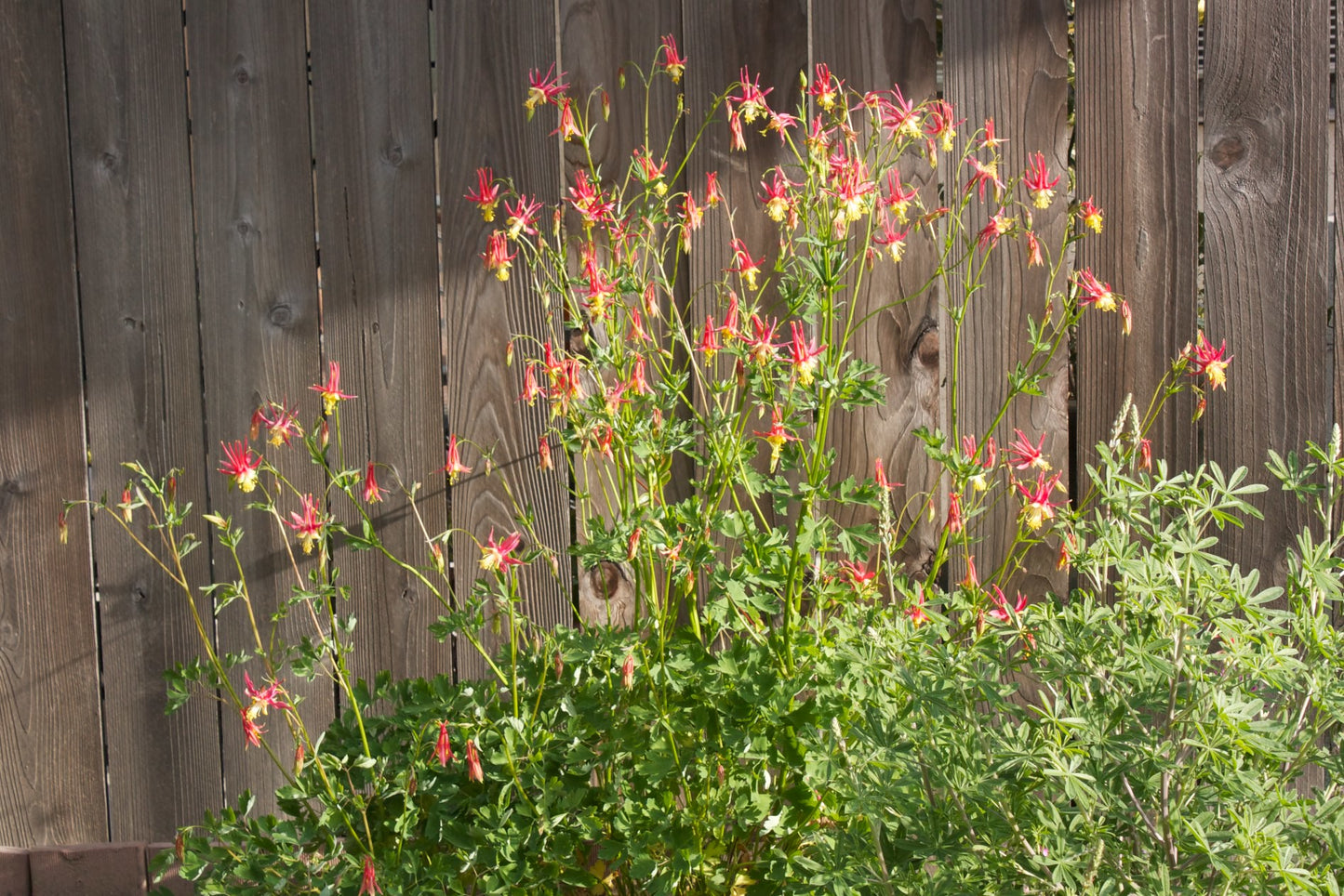 Western Columbine  100 Seeds  Aquilegia formosa