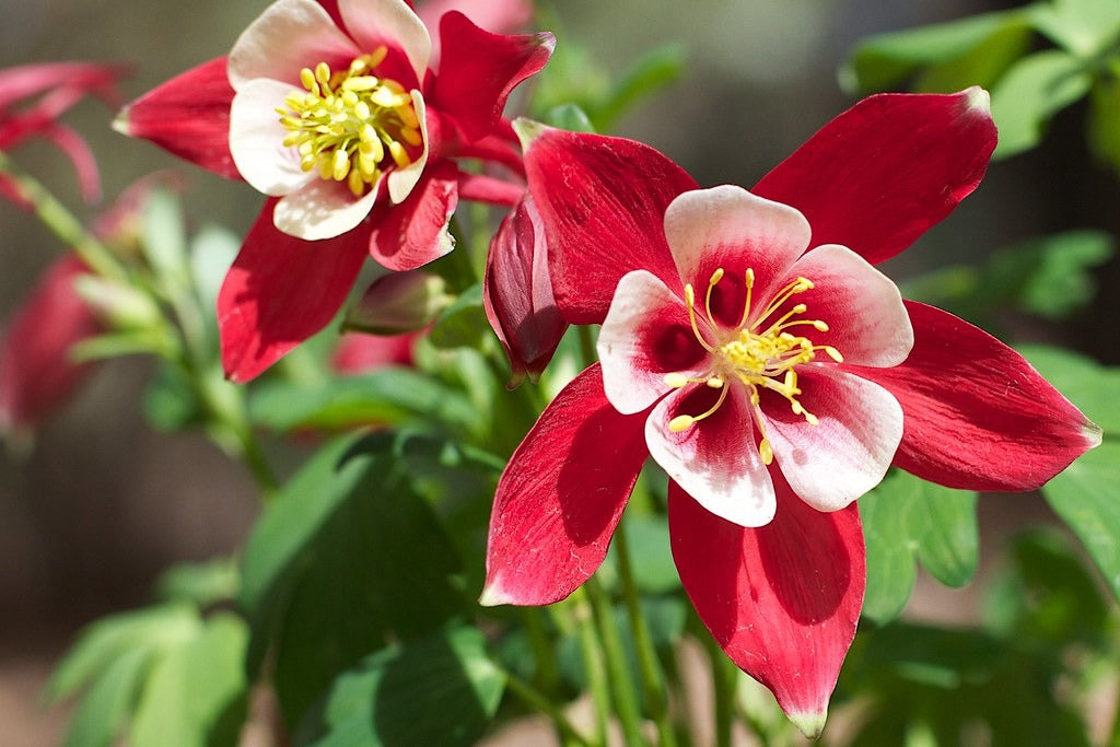 Crimson Star Columbine  100 Seeds  Aquilegia caerulea