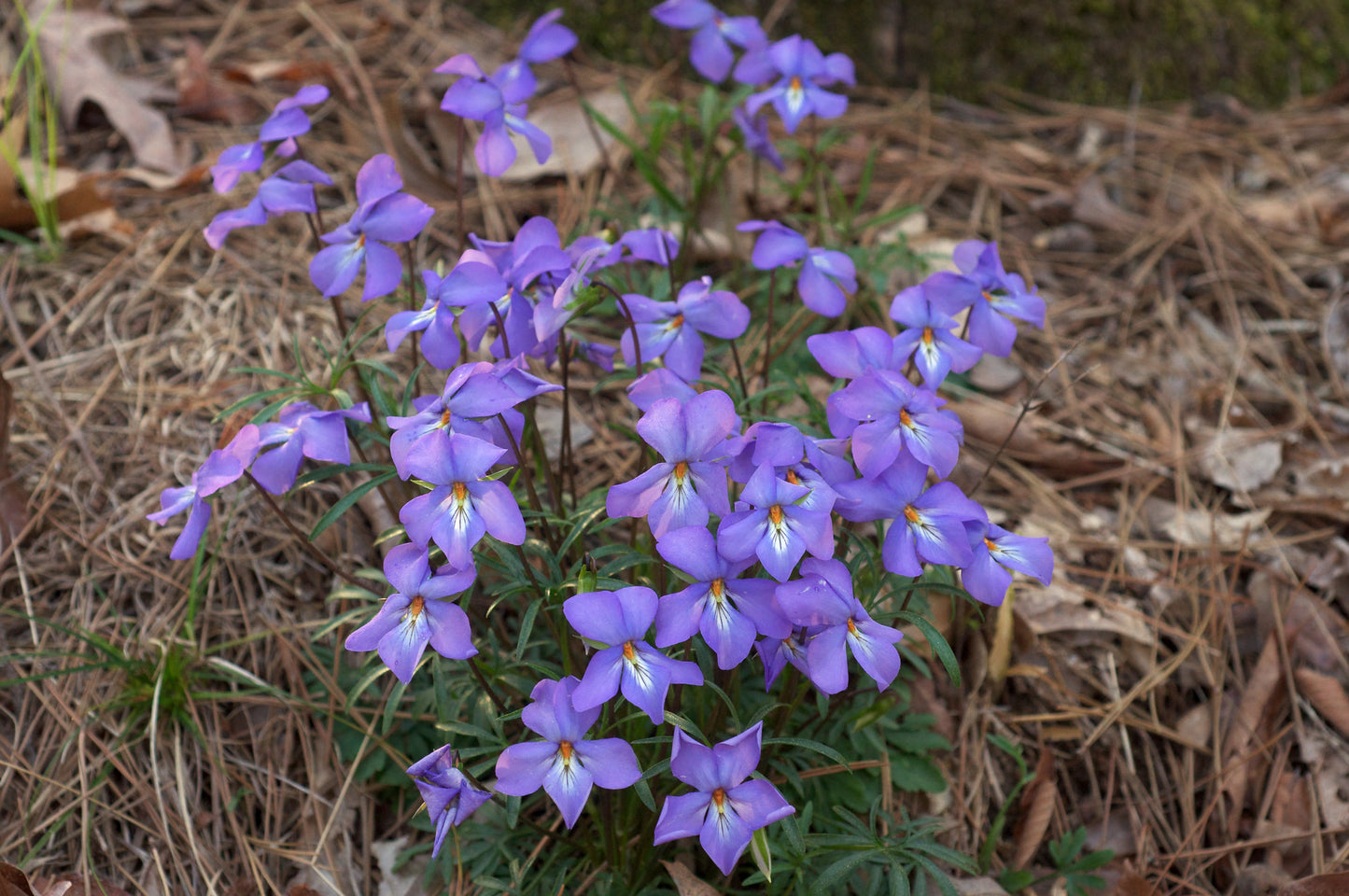 Bird's Foot Violet   25 Seeds    Viola pedata