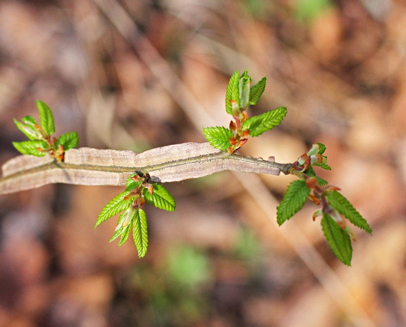 Winged Elm  Ulmus alata  100 Seeds USA Company