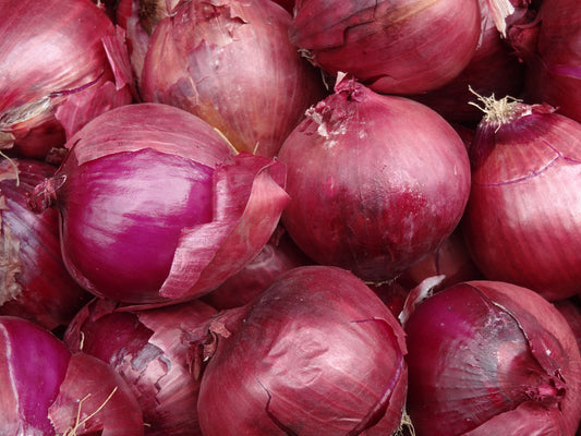 Red Onion   100 Seeds   Allium cepa