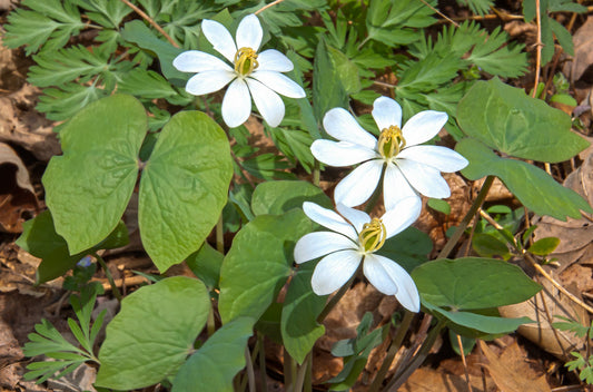 Twinleaf  10 Seeds  Jeffersonia diphylla