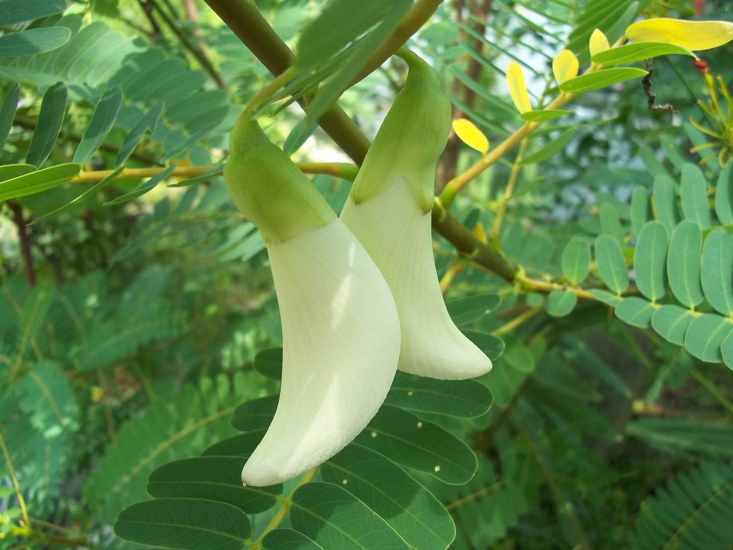 White Hummingbird Tree   20 Seeds   Sesbania Grandiflora