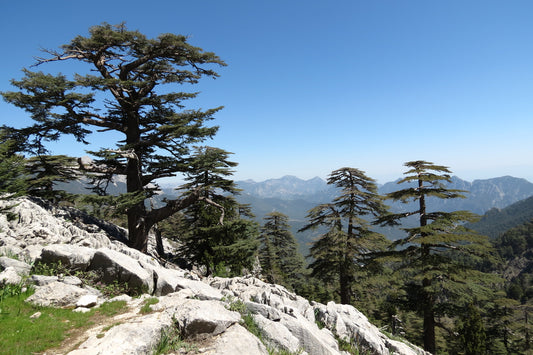 Cedar of Lebanon Cedrus libani 20 Seeds