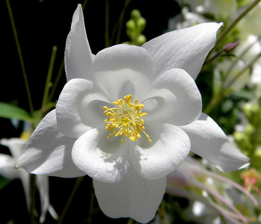 White Columbine  50 Seeds  Aquilegia 'Crystal Star'