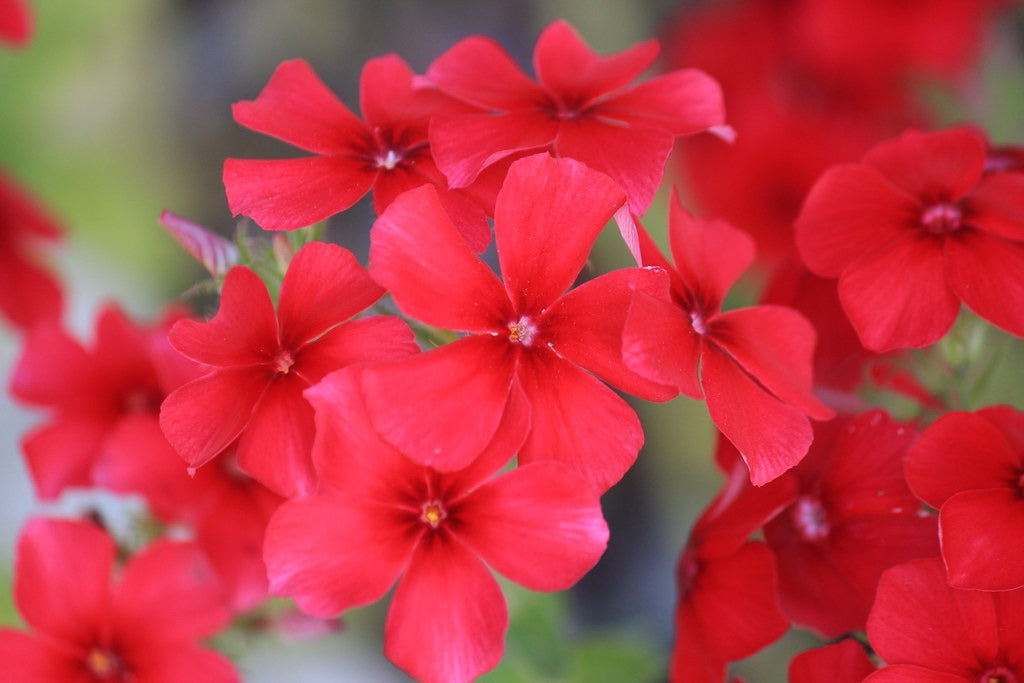 Red Phlox  100 Seeds  Phlox drummondii