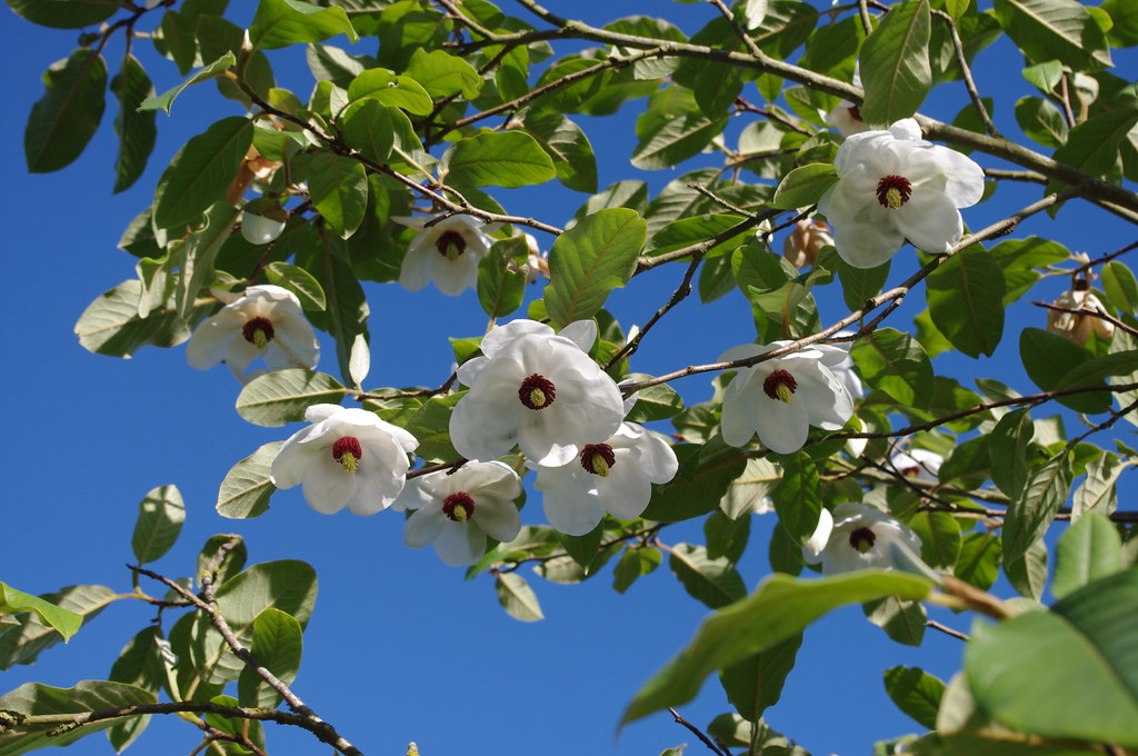 Oyama Magnolia Magnolia sieboldii 10 Seeds