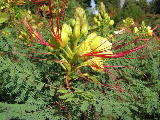 Desert Bird of Paradise 10 Seeds Caesalpinia gilliesii