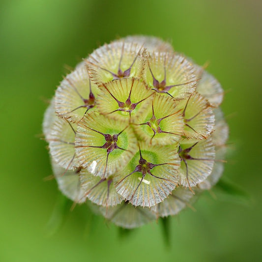 Starflower Pincushion Flower Scabiosa stellata 500 Seeds  USA Company