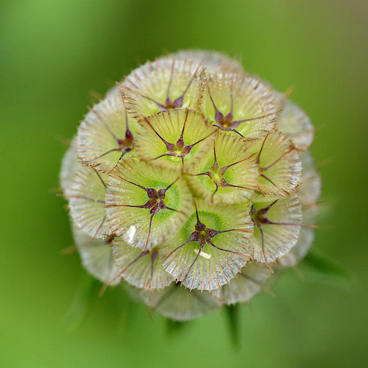 Starflower Pincushion Flower Scabiosa stellata 100 Seeds  USA Company