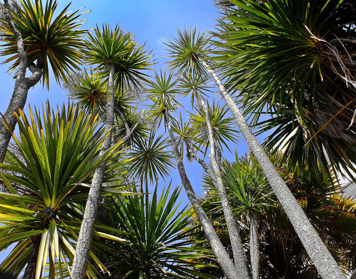 Cabbage Tree Cordyline australis 10 Seeds