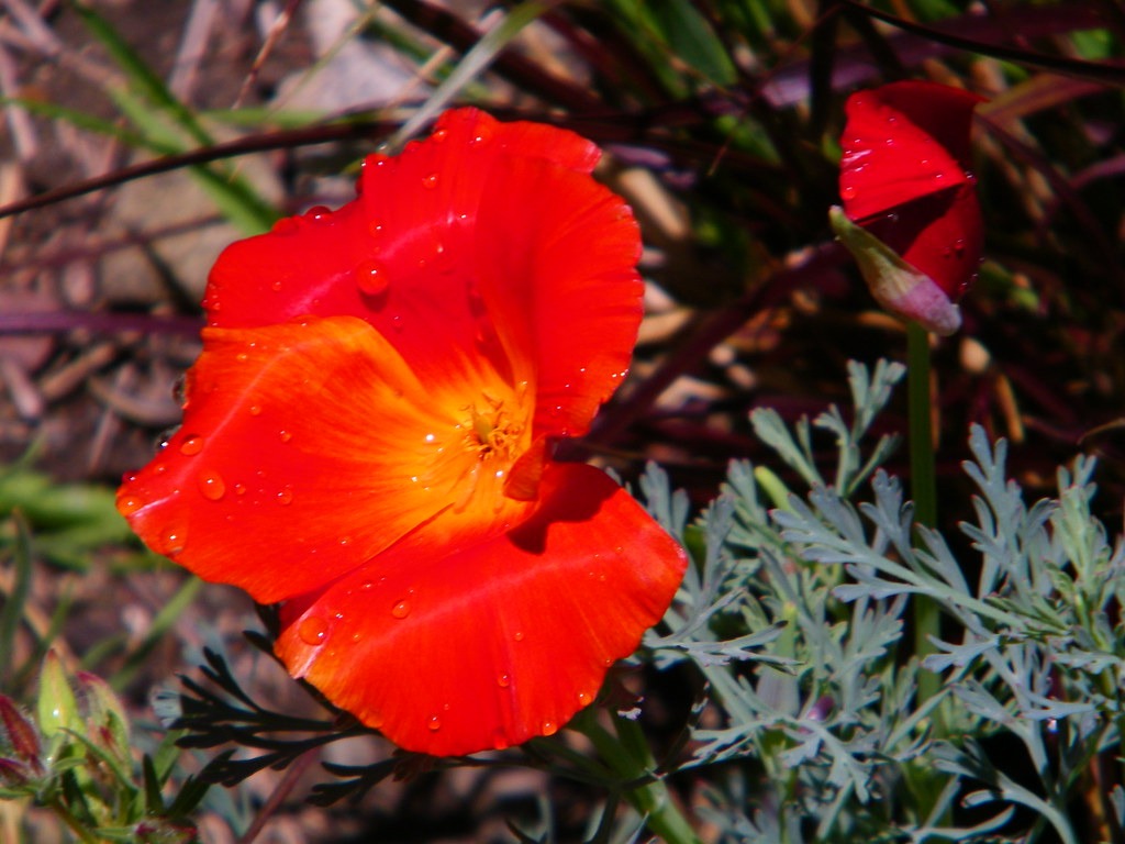 Red California Poppy  100 Seeds  Eschscholzia californica