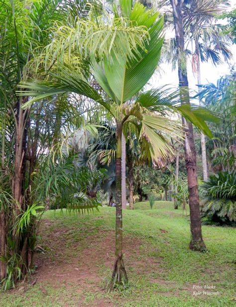 Seychelles Stilt Palm  2 Seeds  Verschaffeltia splendida  USA Company