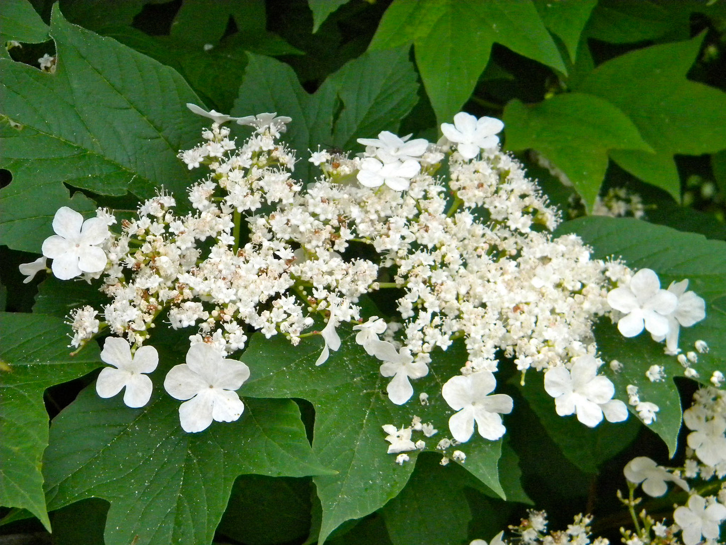 Cranberrybush Viburnum  10 Seeds  Viburnum trilobum