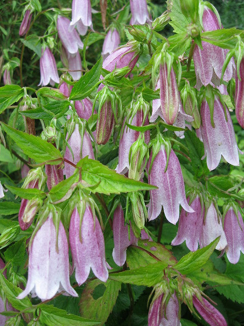 Spotted Bellflower  100 Seeds  Campanula punctata