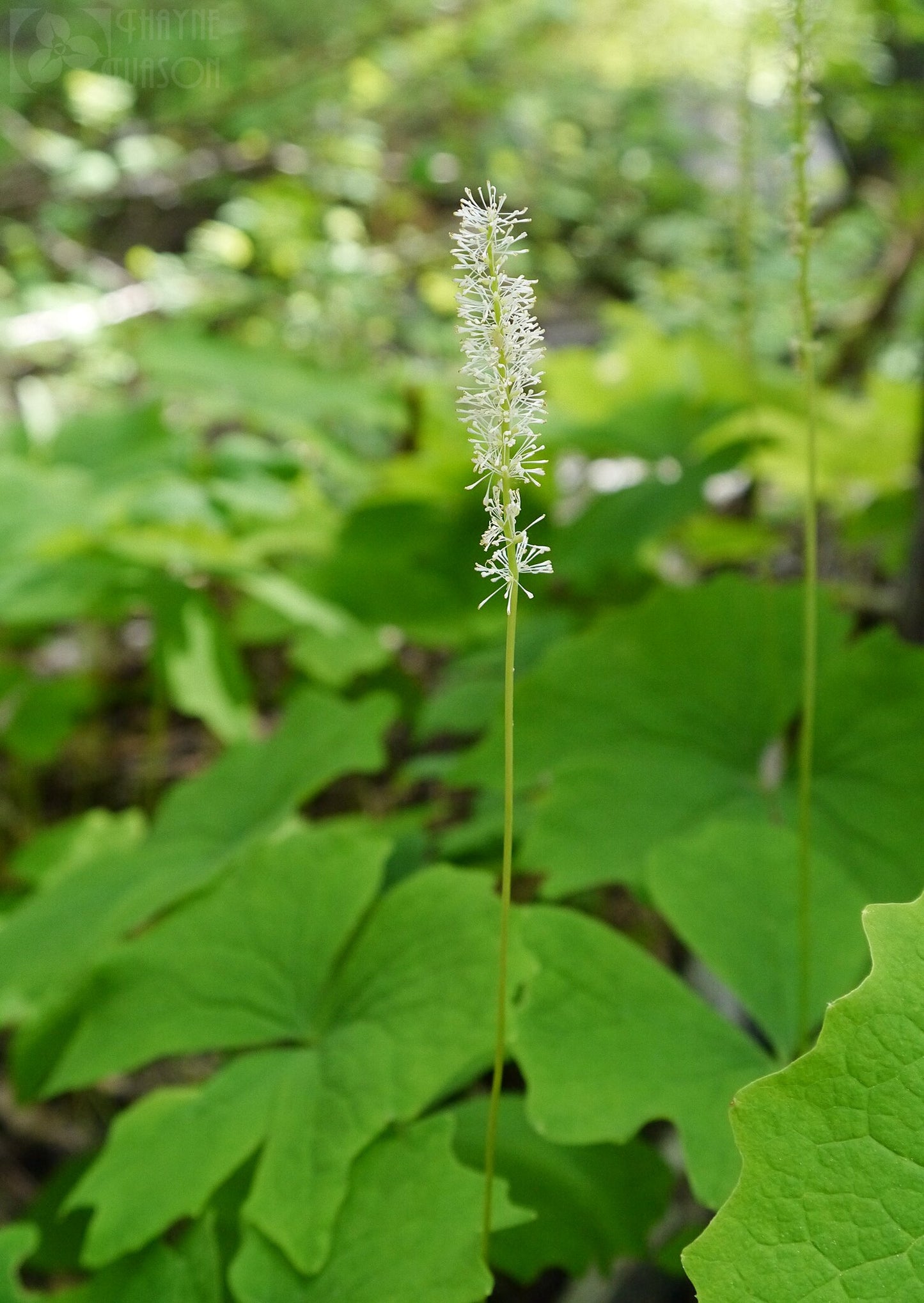 Vanilla Leaf Achlys triphylla 10 Seeds  USA Company