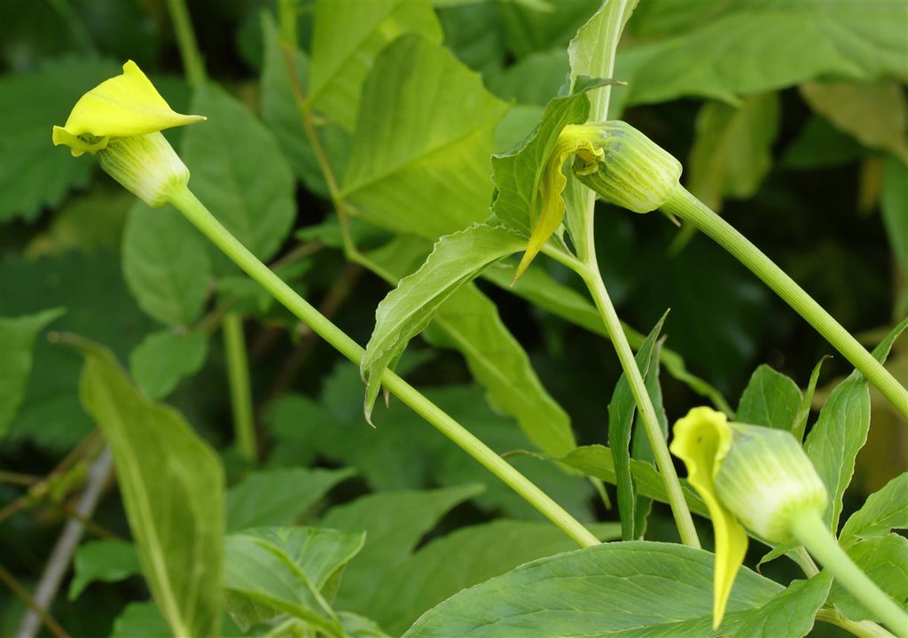 Yellow Cobra Lily Arisaema flavum 10 Seeds  USA Company