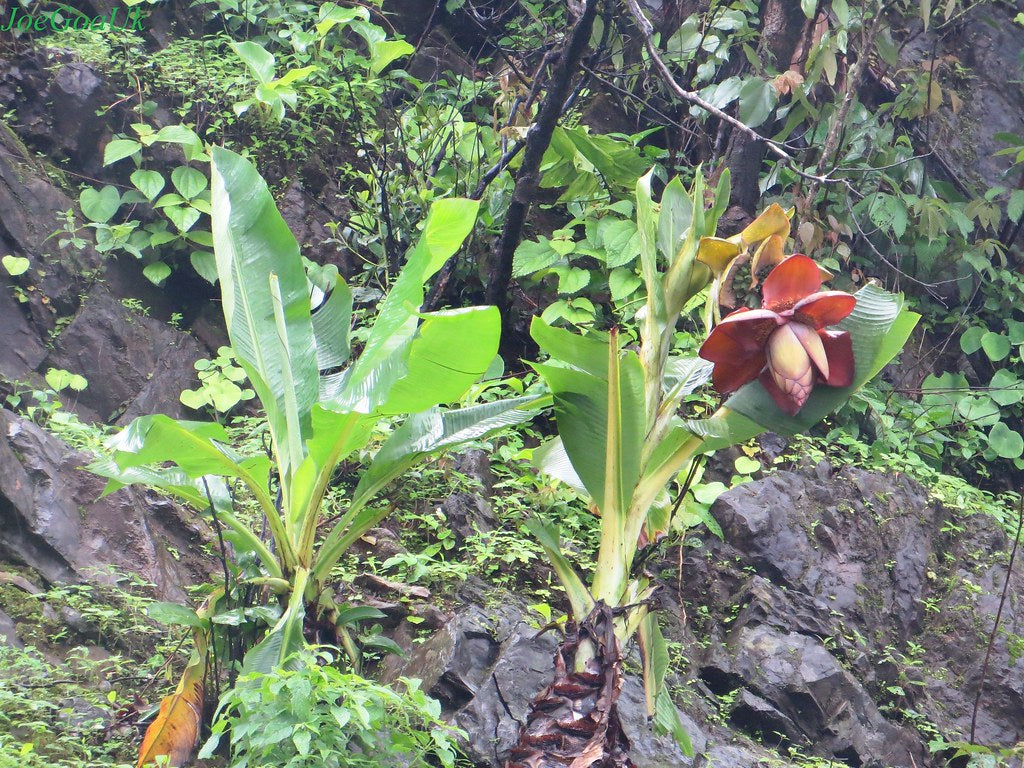 Hardy Cliff Banana   5 Seeds   Ensete superbum