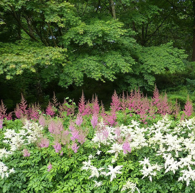 Astilbe Mix   100 Seeds   Astilbe arendsii