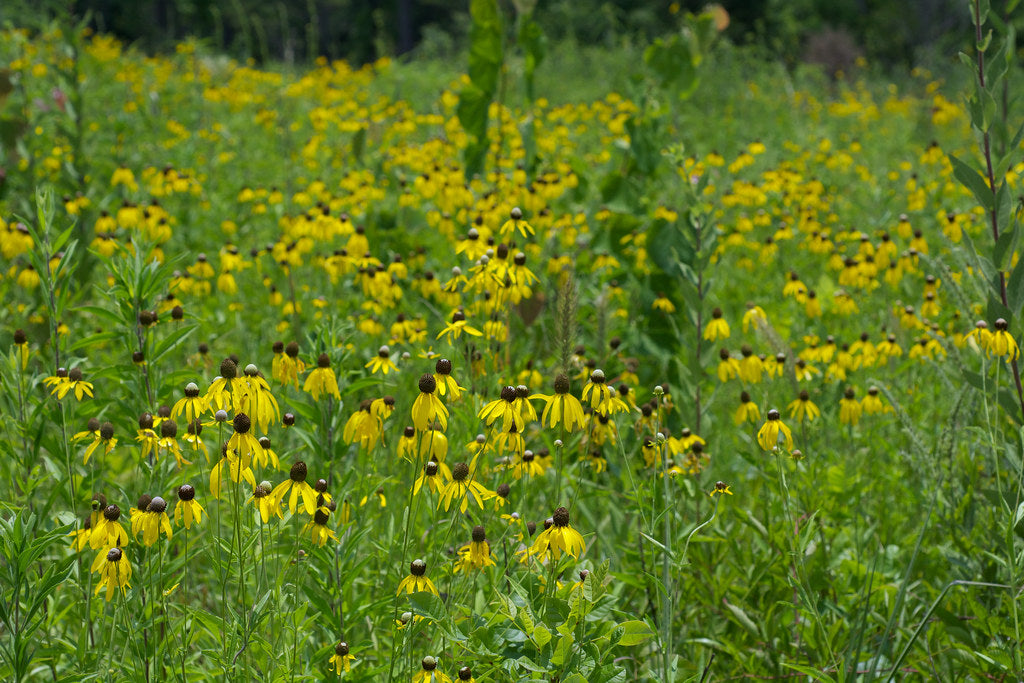 Yellow Coneflower  Ratibida pinnata  100 Seeds   USA Company