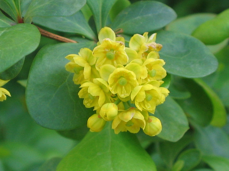 Barbery  10 Seeds  Berberis vulgaris
