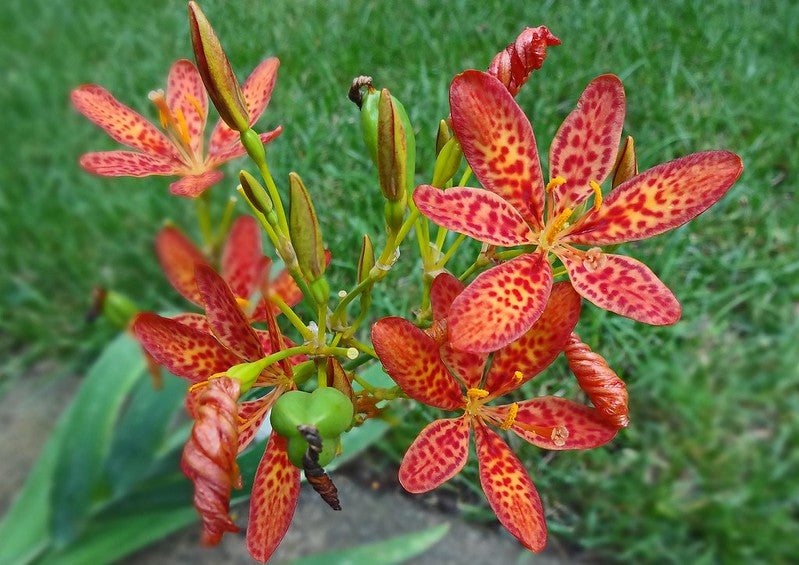 Candy Lily   10 Seeds   Pardancanda norrisii