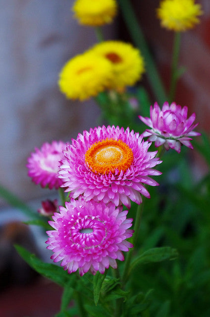Pink Strawflower  100 Seeds  Helichrysum bracteatum