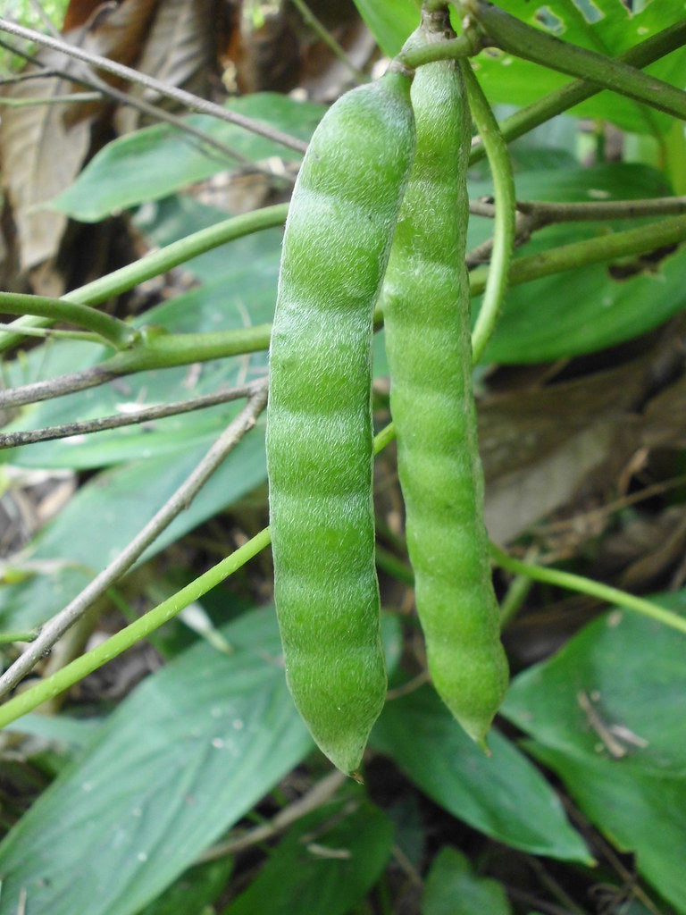 Jicama   10 Seeds   Pachyrhizus erosus