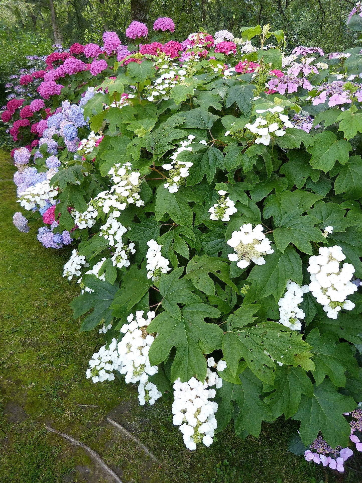 Oakleaf Hydrangea Hydrangea quercifolifolia 200 Seeds   USA Company