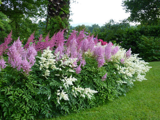 Astilbe Mix   100 Seeds   Astilbe arendsii
