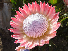 Load image into Gallery viewer, King protea  5 Seeds  Protea cynaroides