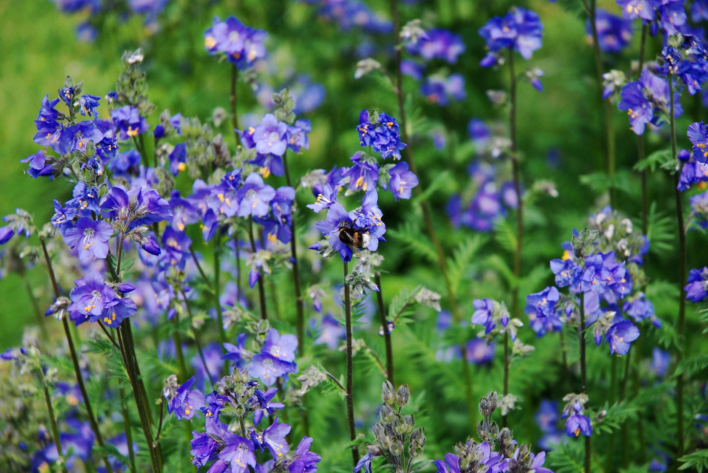 Jacob's Ladder   Polemonium caerulum   500 Seeds  USA Company