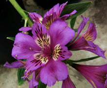 Load image into Gallery viewer, Peruvian Lily  Meyer&#39;s Hybrid Mixed 20 Seeds  Alstroemia