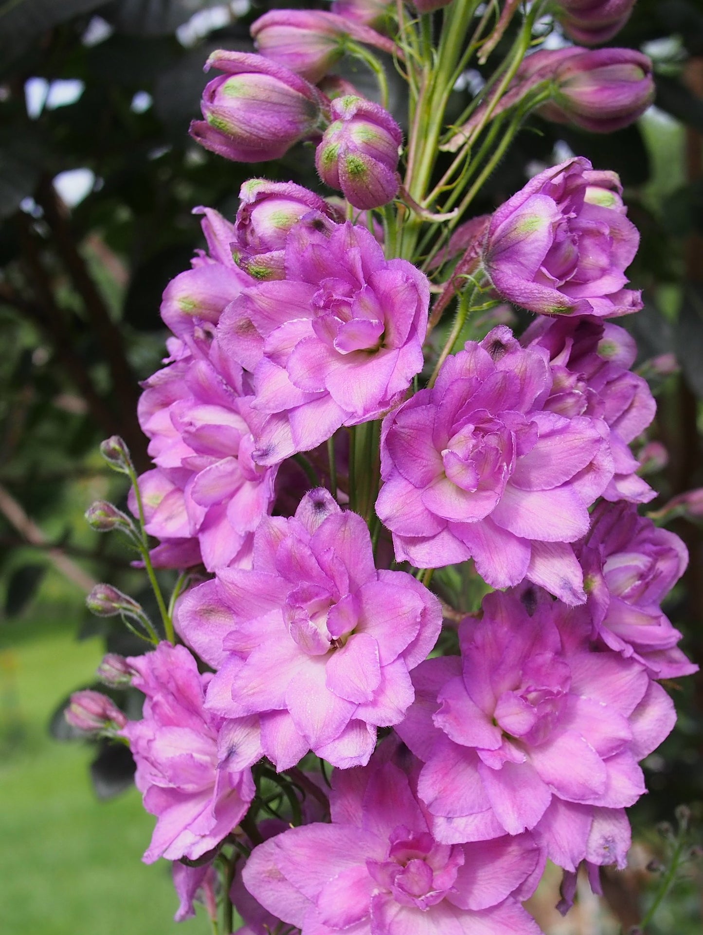 Pink Larkspur  100 Seeds  Delphinium consolida