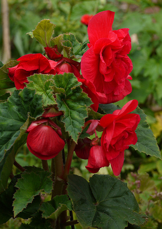 Red Begonia  25 Seeds  Begonia tuberhybrida