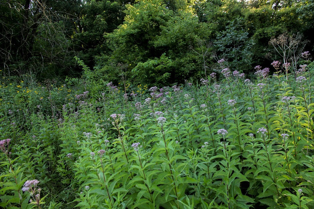 Joe Pye Weed  100 Seeds  Eupatorium maculatum
