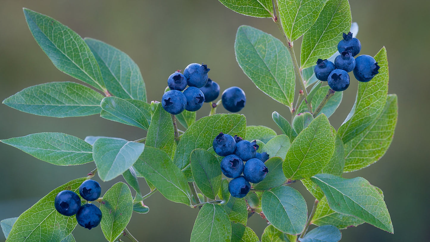Highbush Blueberry Vaccinium corymbosum 100 Seeds  USA Company