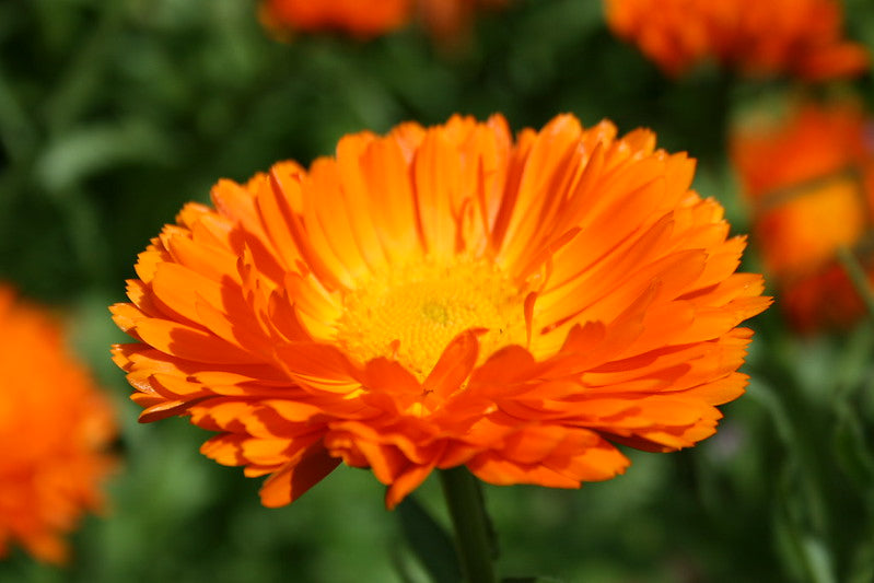 English Marigold  100 Seeds  Calendula officinalis