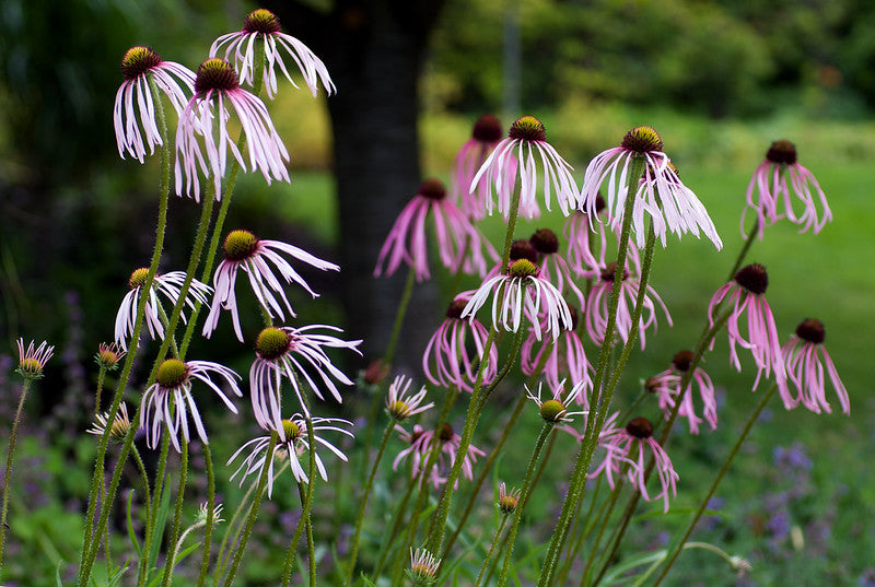 Pale Purple Coneflower  100 Seeds  Echinacea pallida