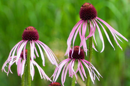 Pale Purple Coneflower  100 Seeds  Echinacea pallida