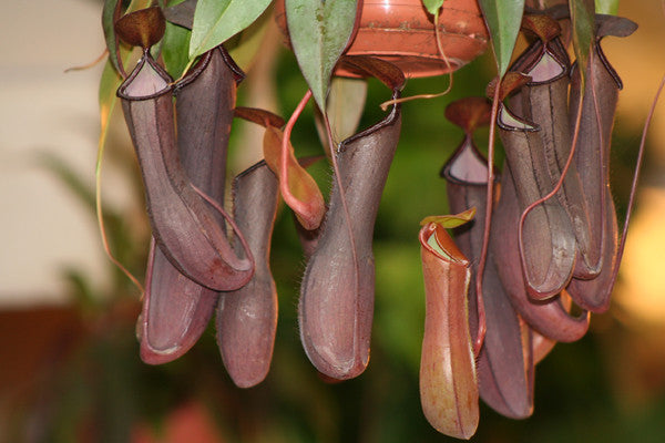 Tropical Pitcher Plant  5 Seeds  Nepenthes mirabilis  USA Company