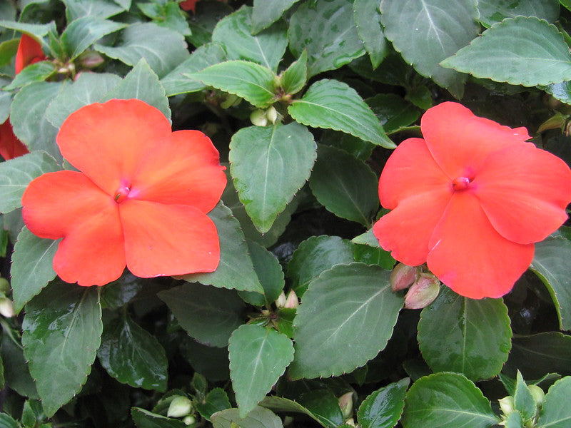 Orange Impatiens  75 Seeds  Impatiens walleriana