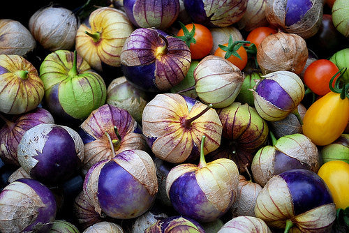 Purple Tomatillo   100 Seeds   Physalis philadelphica